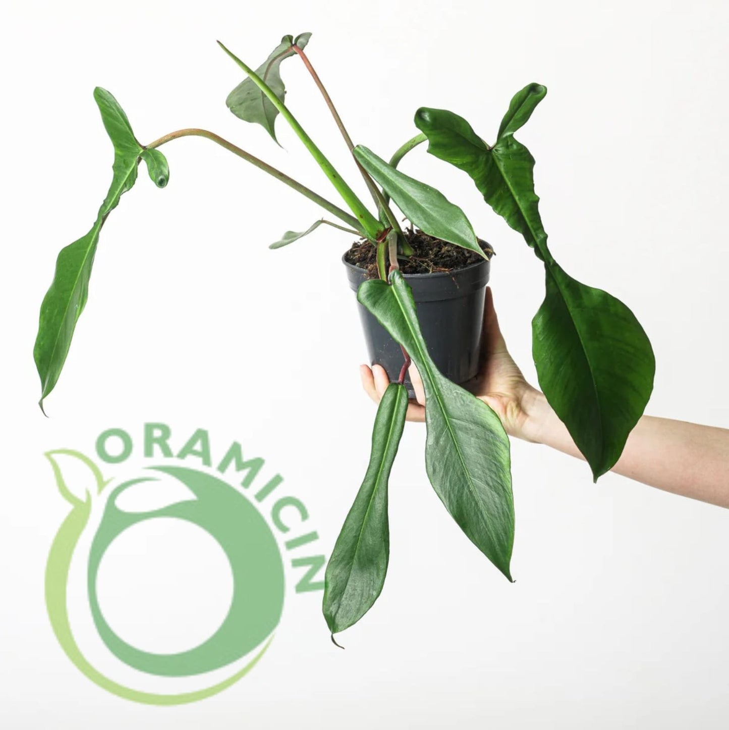 Philodendron Joepii Tropical Plants ORAMICIN