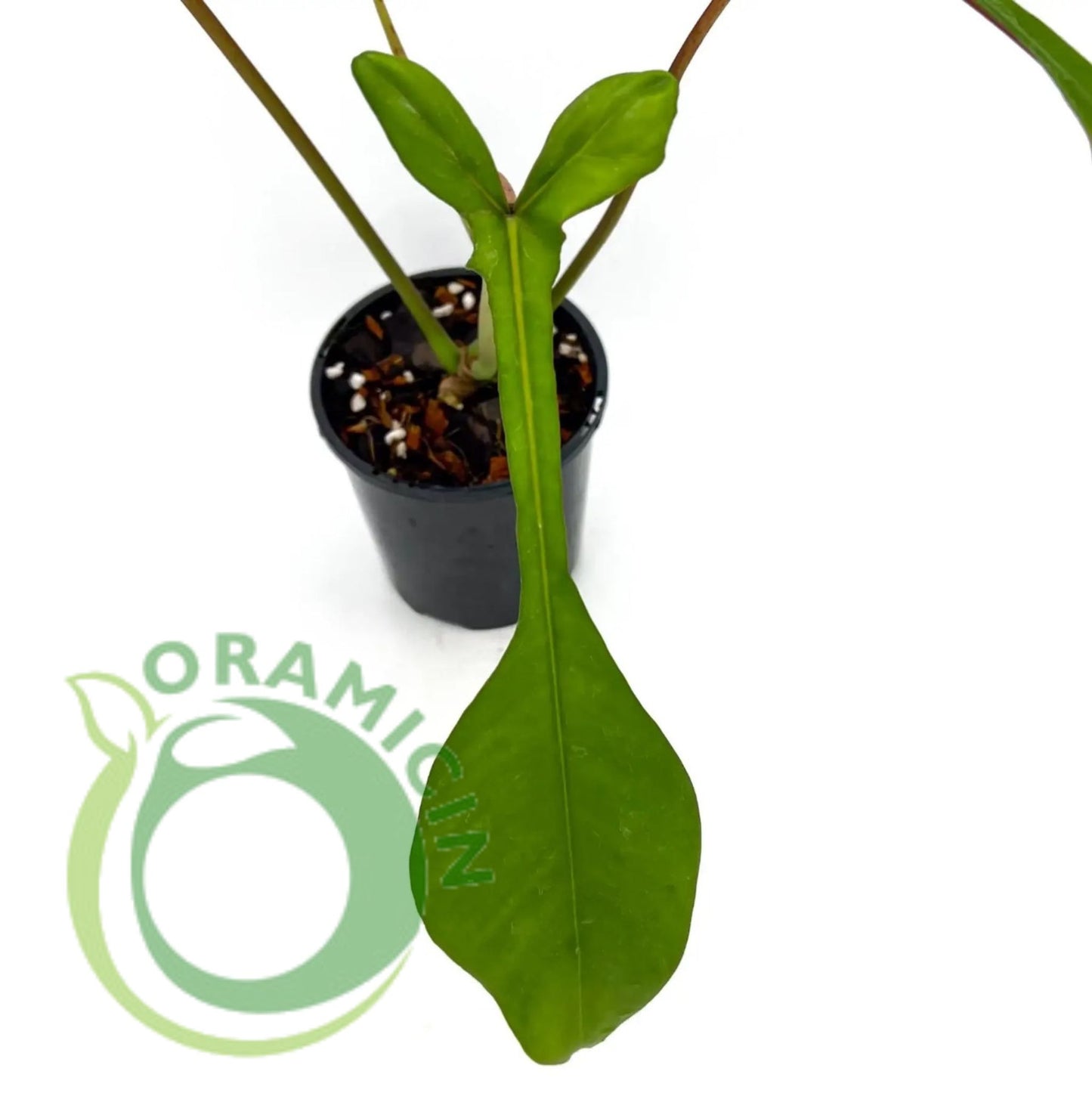 Philodendron Joepii Tropical Plants ORAMICIN