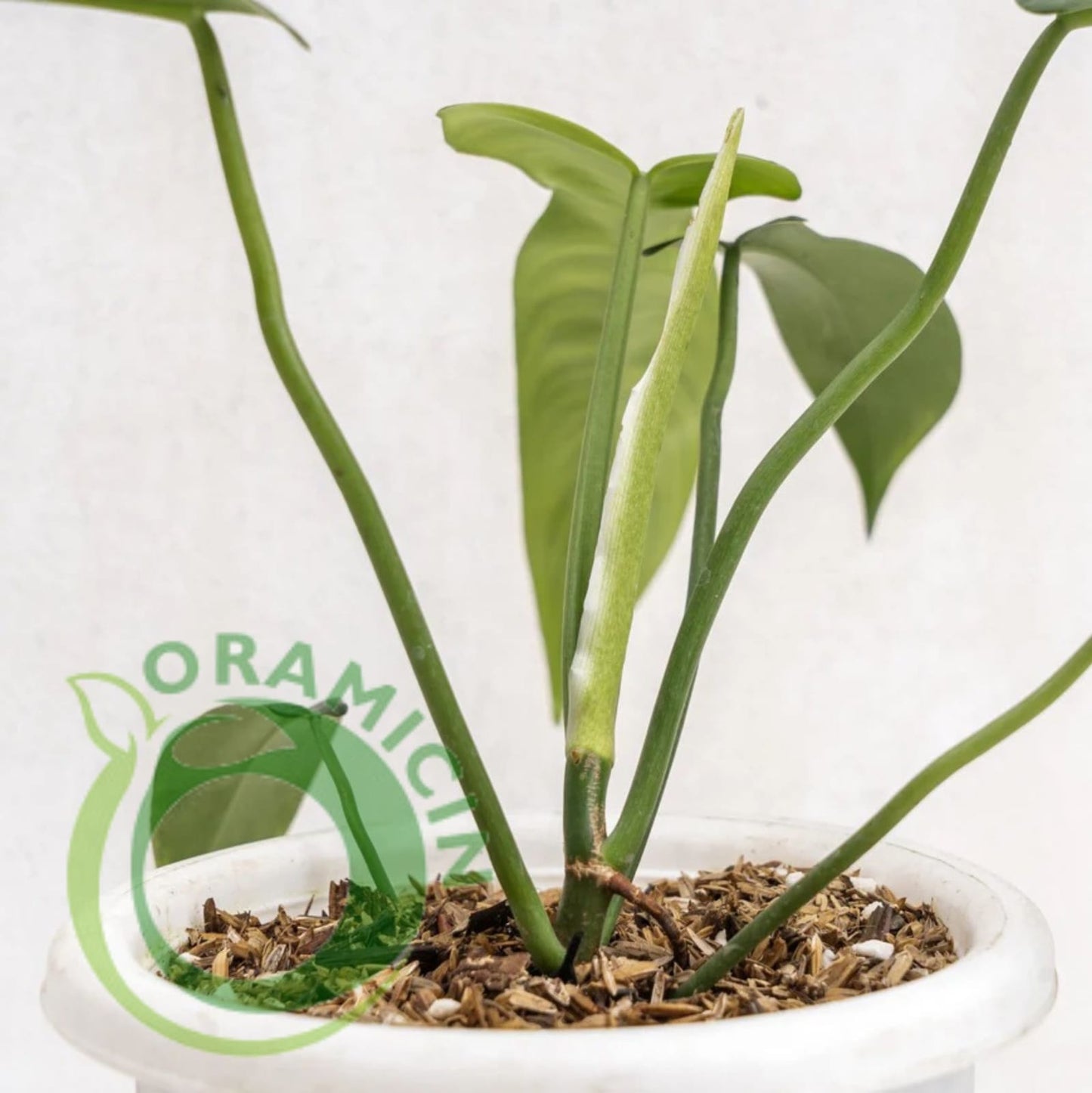Philodendron Jerry Horn Tropical Plants ORAMICIN