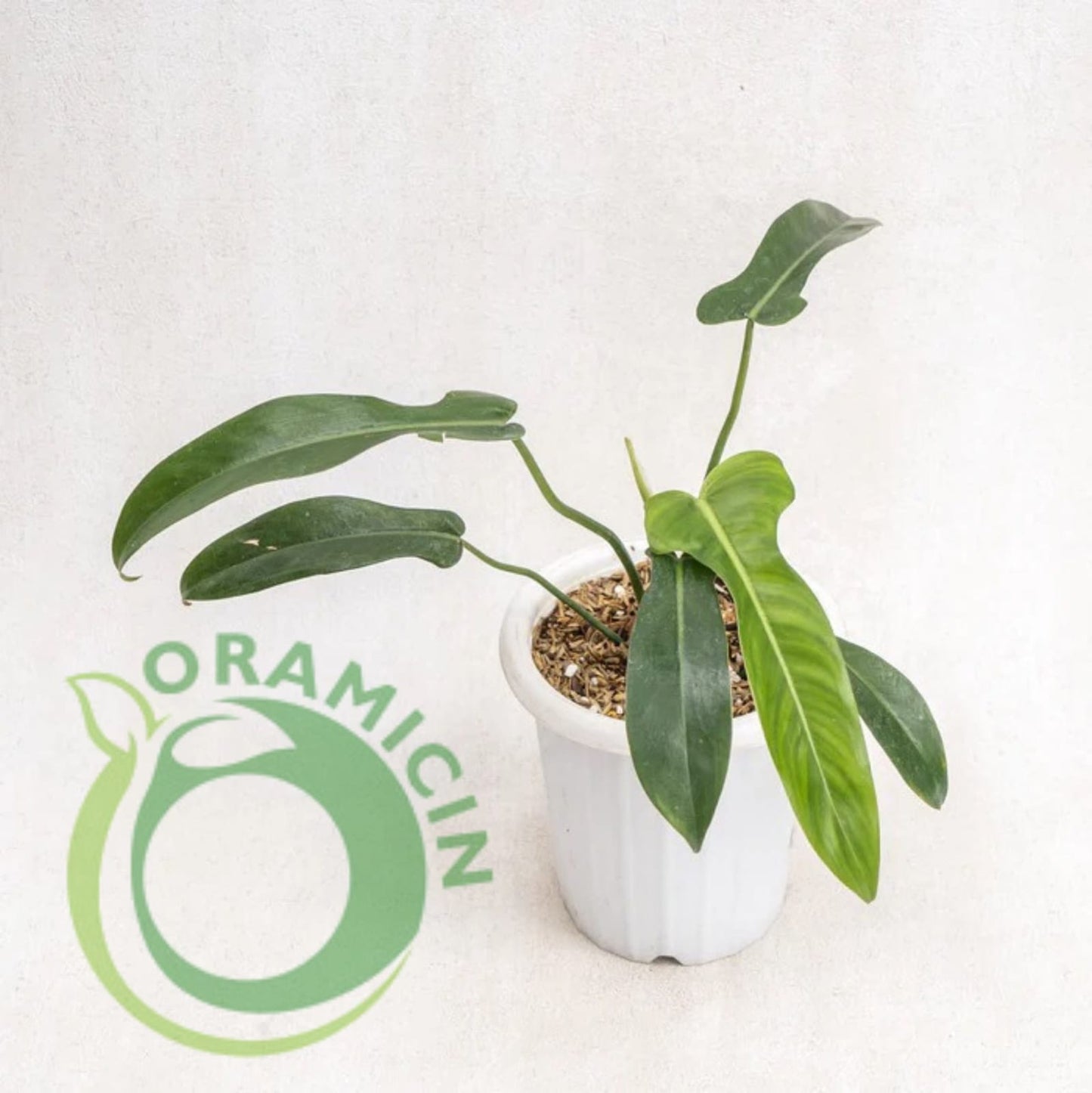 Philodendron Jerry Horn Tropical Plants ORAMICIN