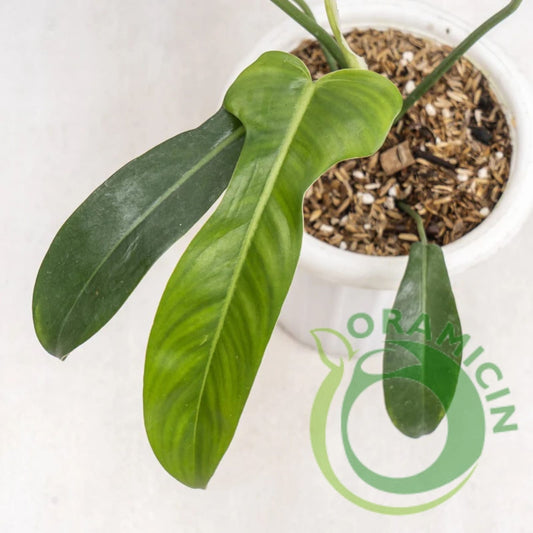 Philodendron Jerry Horn Tropical Plants ORAMICIN