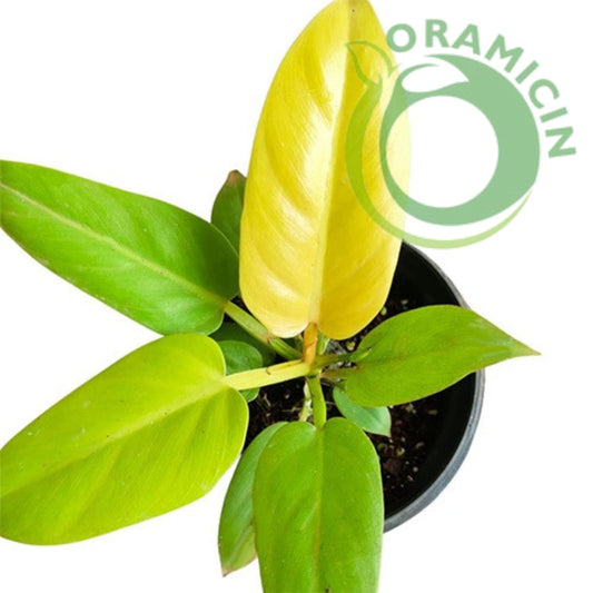 Philodendron Melonii Golden Tropical Plants ORAMICIN