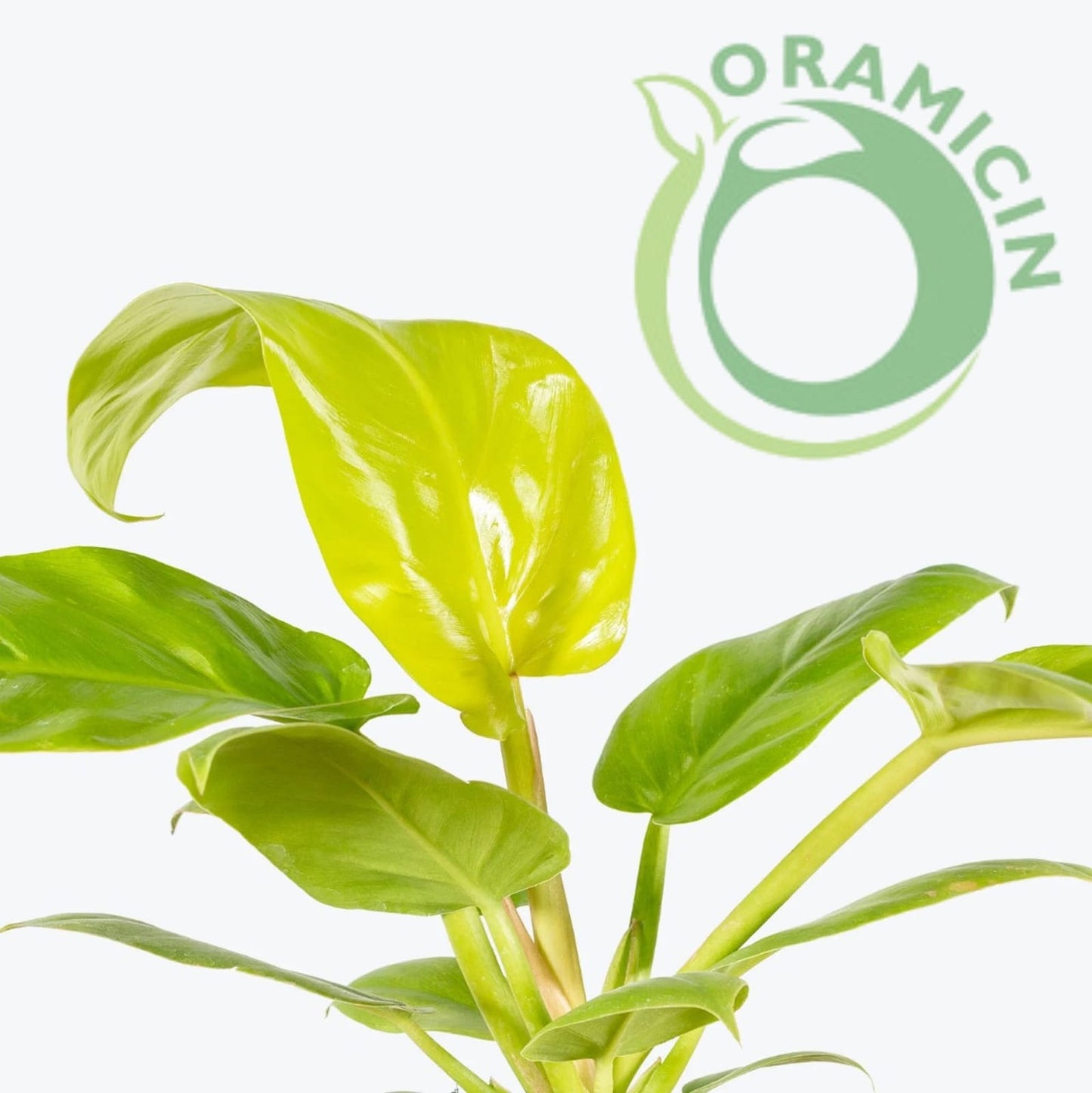 Philodendron Melonii Golden Tropical Plants ORAMICIN