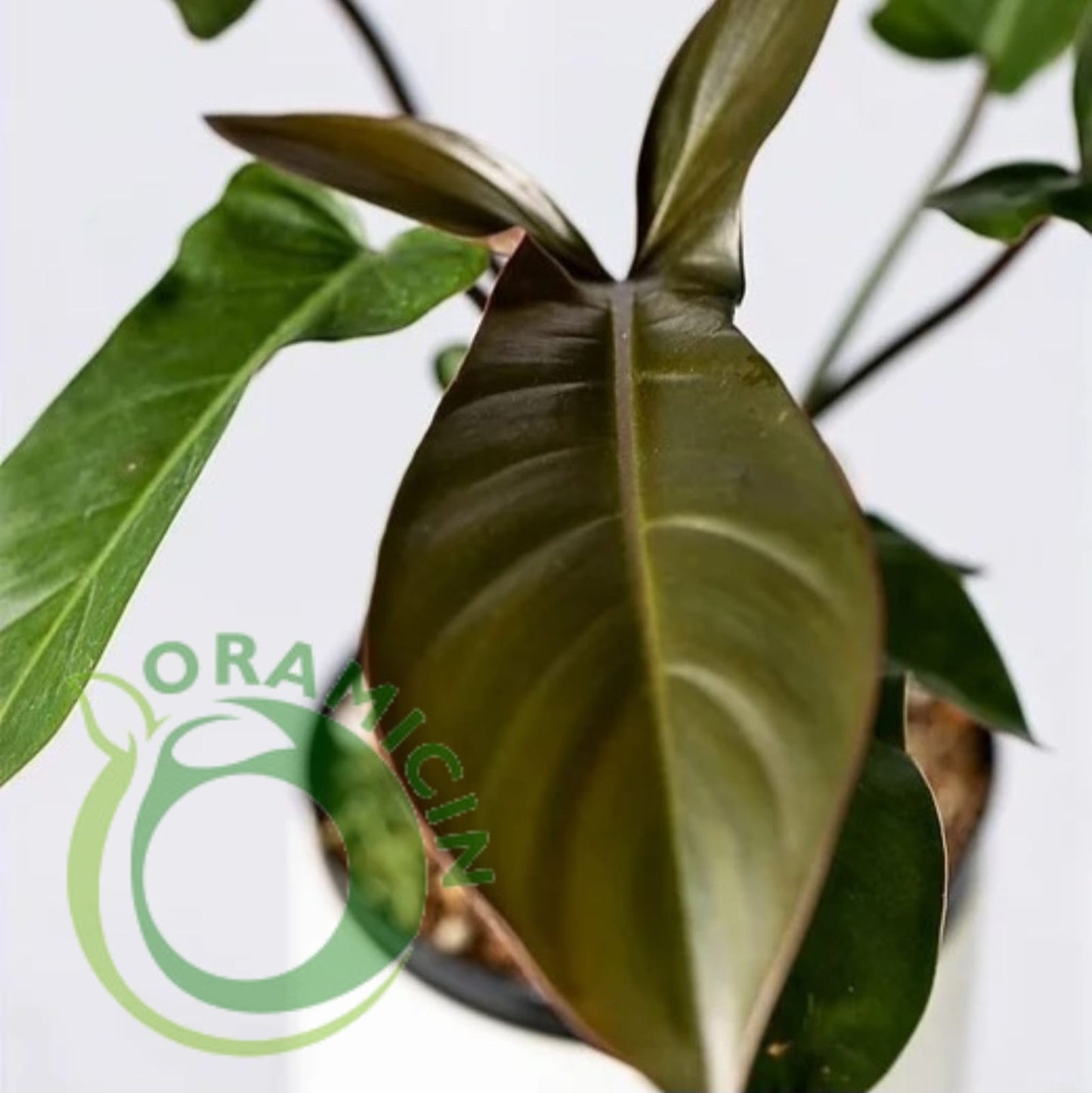 Philodendron Florida Bronze Tropical Plants ORAMICIN