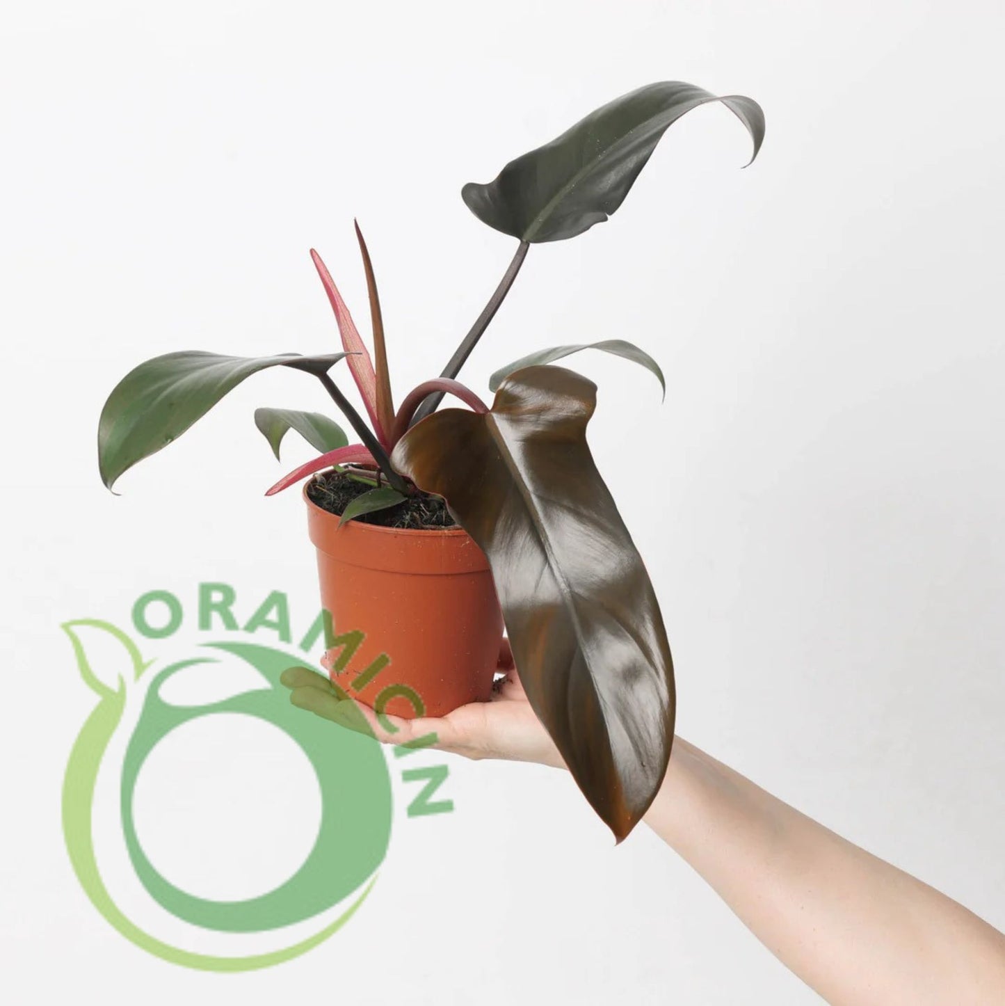 Philodendron Florida Bronze Tropical Plants ORAMICIN