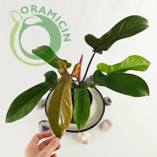Philodendron Florida Bronze Tropical Plants ORAMICIN