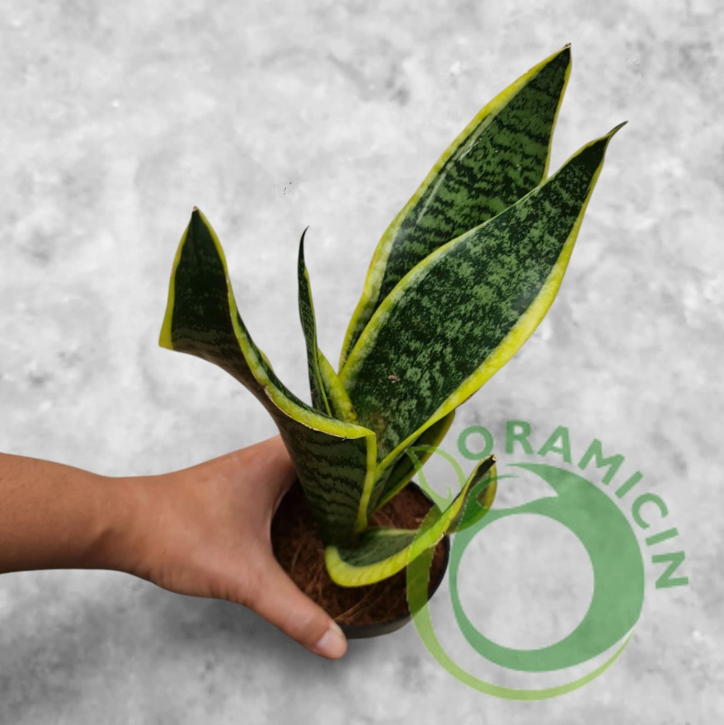 Sansevieria Tiger  Stripe Variegated Tropical Plants ORAMICIN