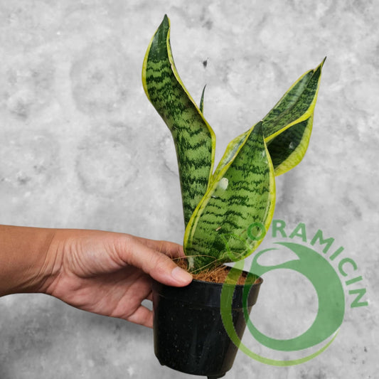 Sansevieria Tiger  Stripe Variegated Tropical Plants ORAMICIN