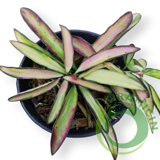 Tropical Hoya Kentiana Plants ORAMICIN