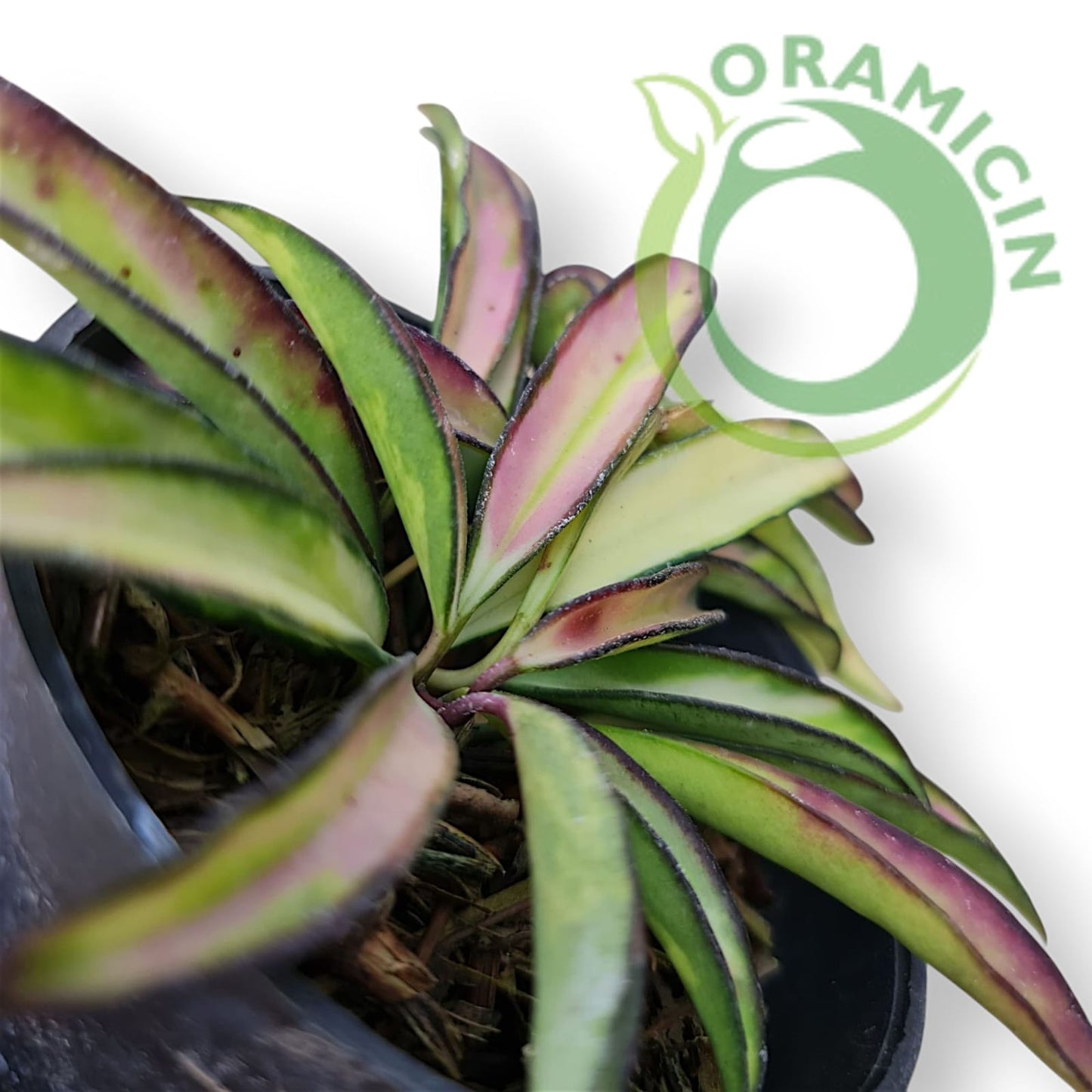 Tropical Hoya Kentiana Plants ORAMICIN