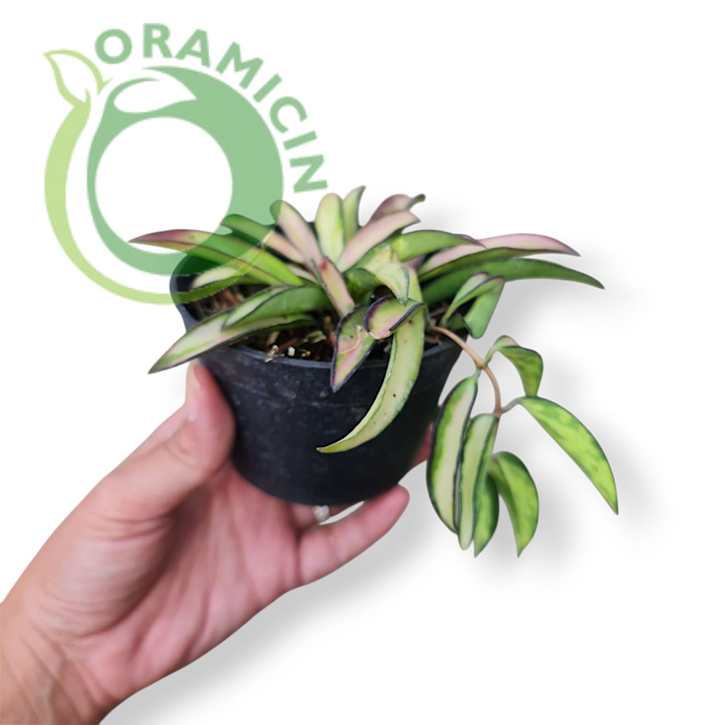 Tropical Hoya Kentiana Plants ORAMICIN