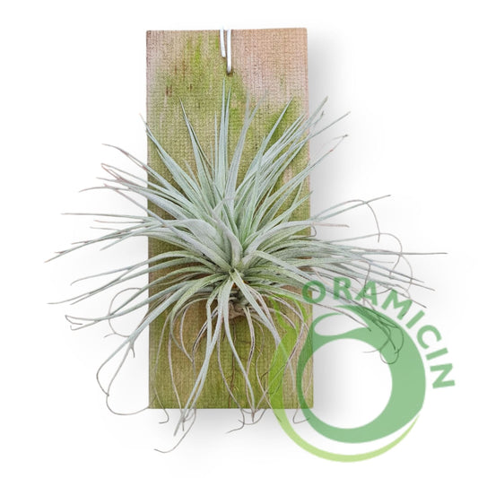 Tillandsia Tectorum Tropical Plants ORAMICIN