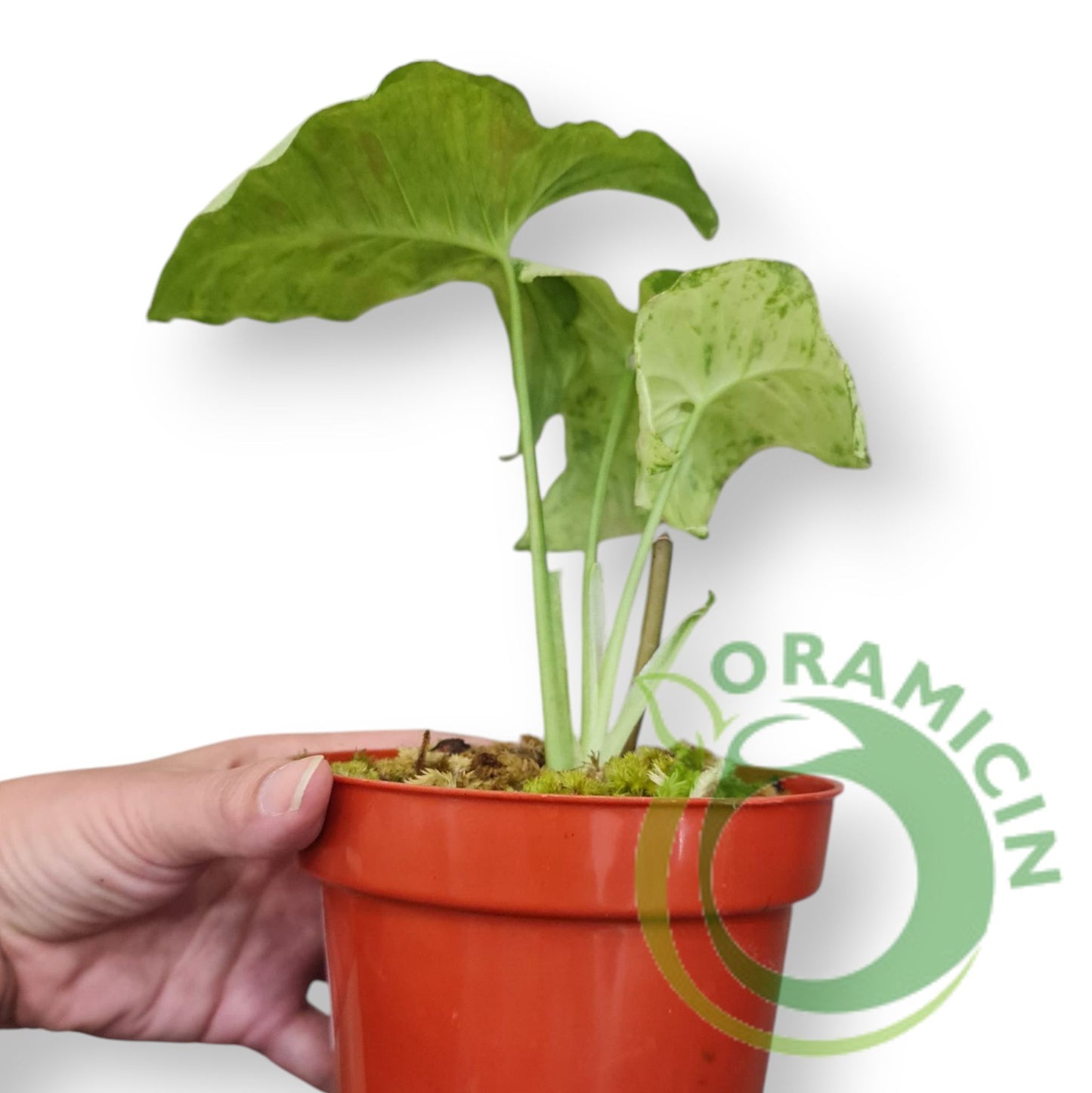 Syngonium Milk Confetii Tricolor Variegated Tropical Plants ORAMICIN