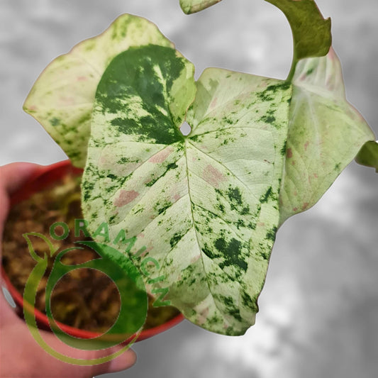 Syngonium Milk Confetii Tricolor Variegated Tropical Plants ORAMICIN