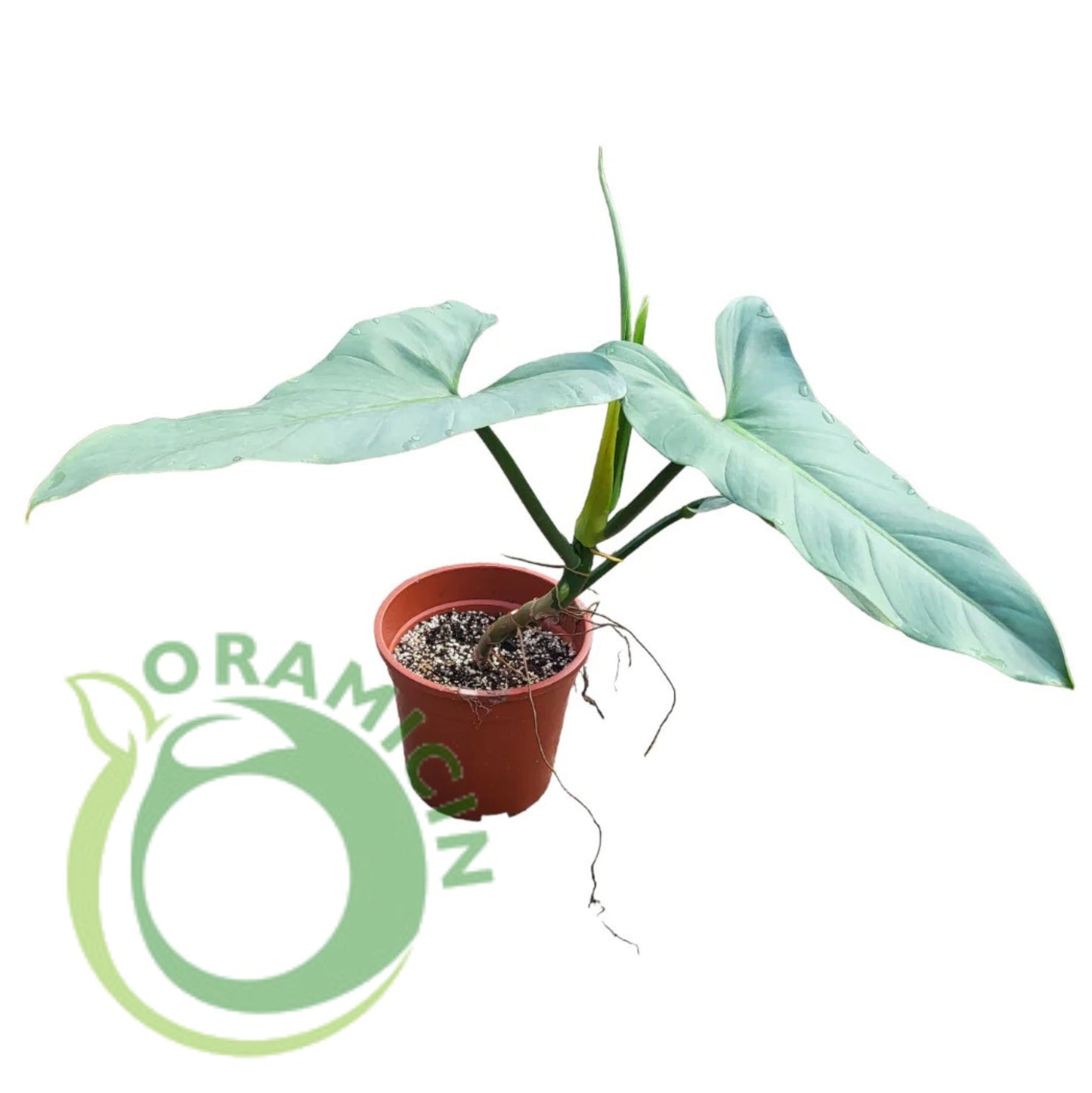 Philodendron Hastatum Silver Sword Tropical Plants ORAMICIN