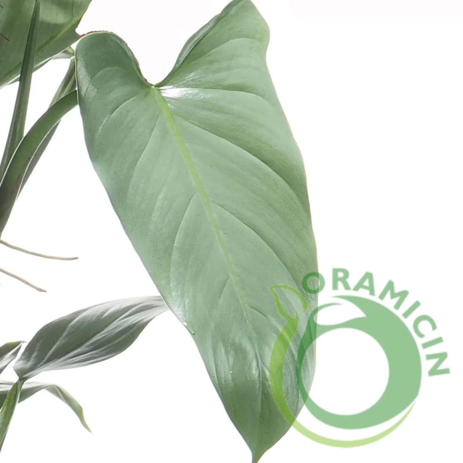 silver sword philodendron Wekiva Foliage Silver Sword Philodendron - Live Plant in a 4 in. Pot - Philodendron Hastatum 'Silver Sword'