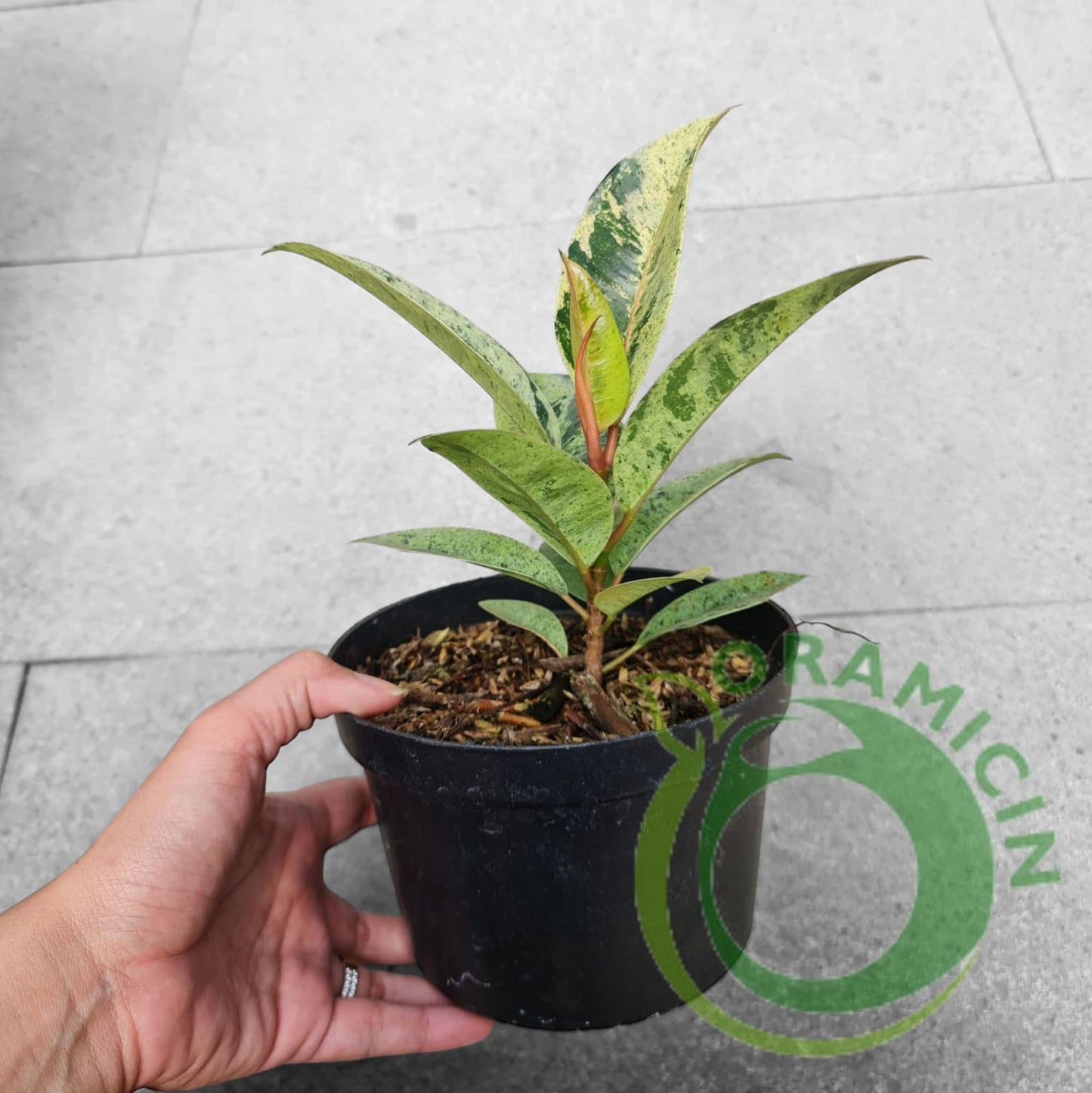Ficus Elastica Marble Variegated Tropical Plants ORAMICIN