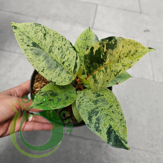 Ficus Elastica Marble Variegated Tropical Plants ORAMICIN
