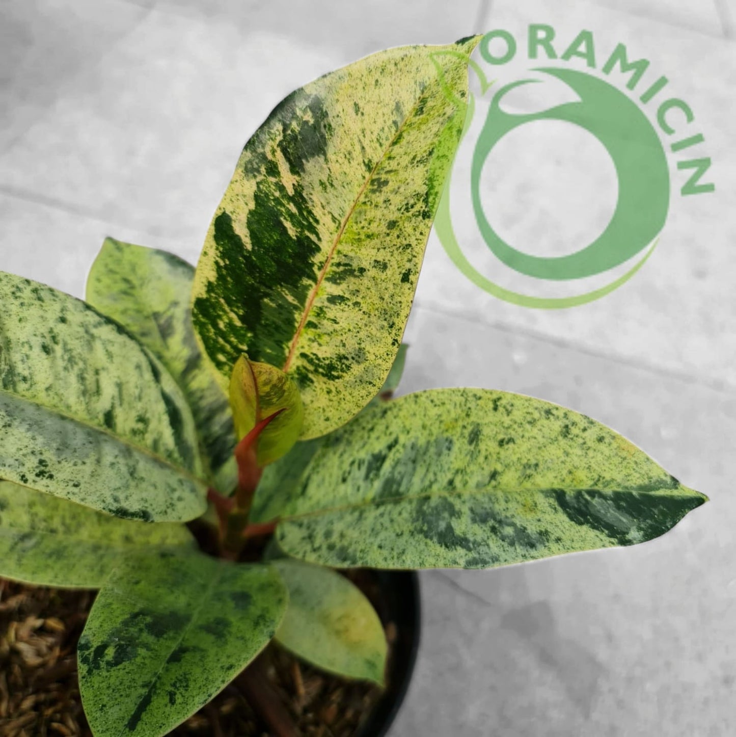 Ficus Elastica Marble Variegated Tropical Plants ORAMICIN