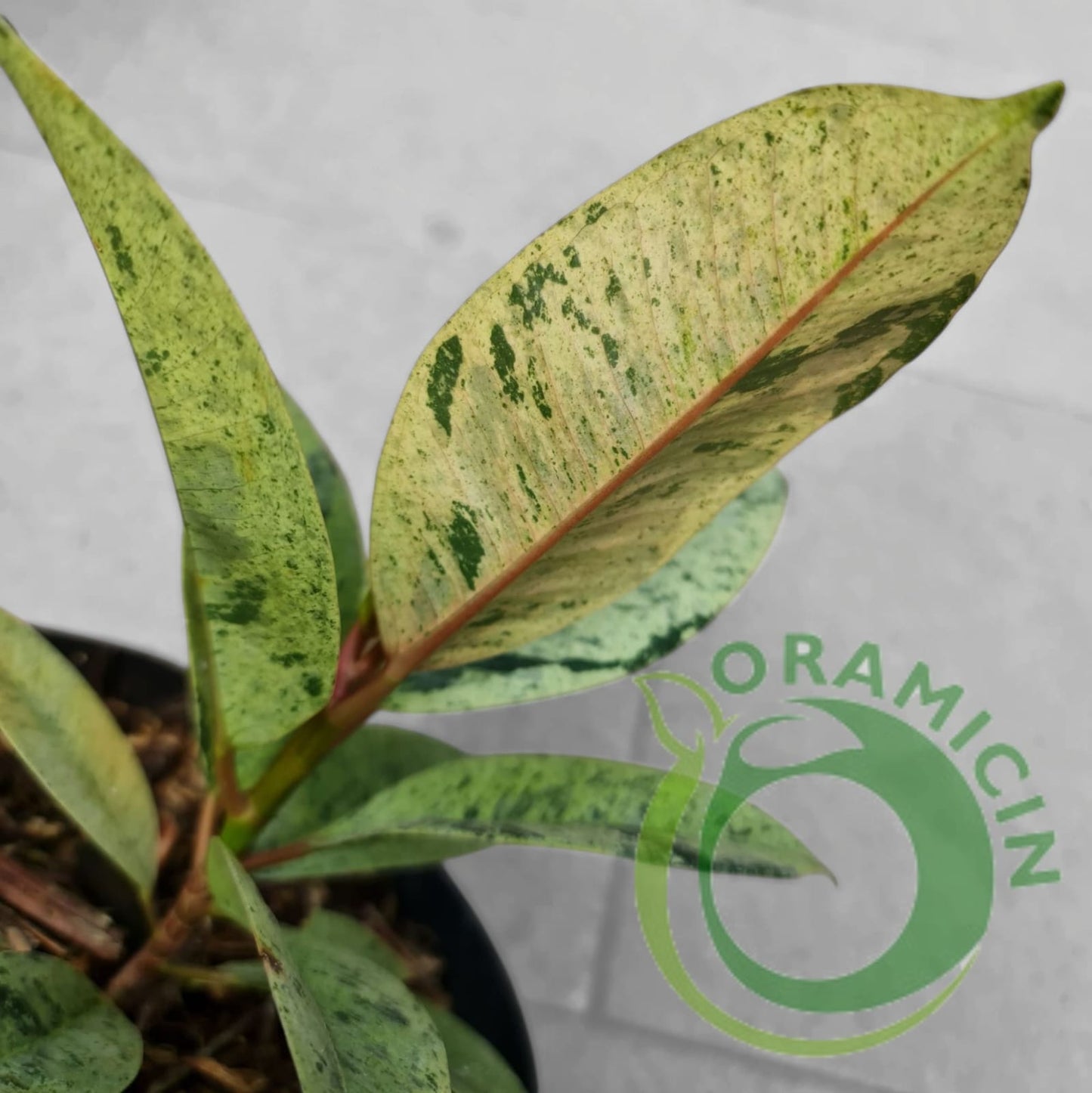 Ficus Elastica Marble Variegated Tropical Plants ORAMICIN