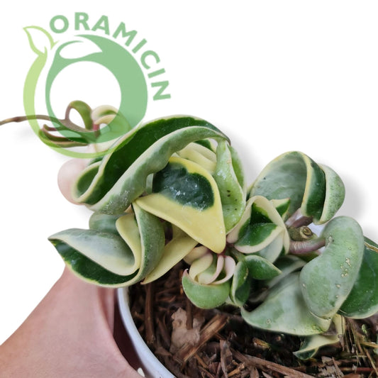 Hoya Compacta Variegated Tropical Plants ORAMICIN