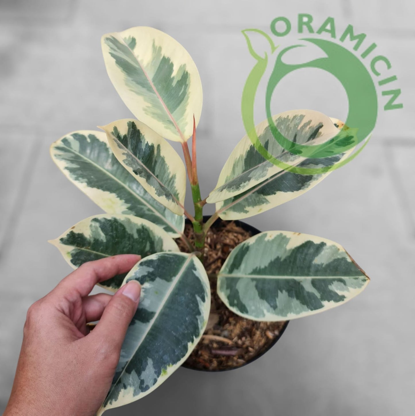 Ficus Elastica Variegated Tropical Plants ORAMICIN