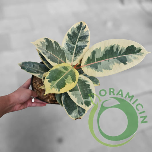 Ficus Elastica Variegated Tropical Plants ORAMICIN