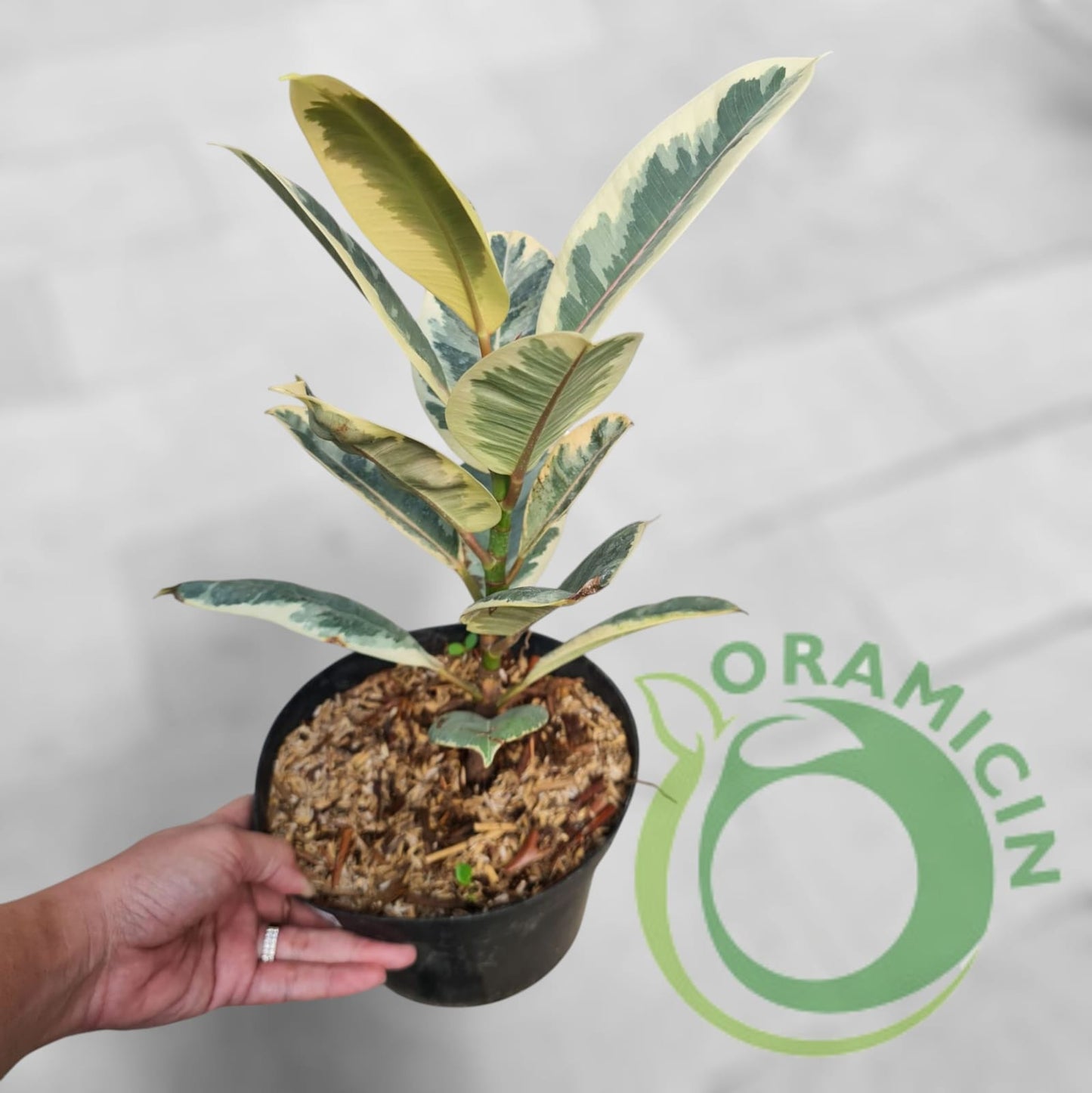 Ficus Elastica Variegated Tropical Plants ORAMICIN