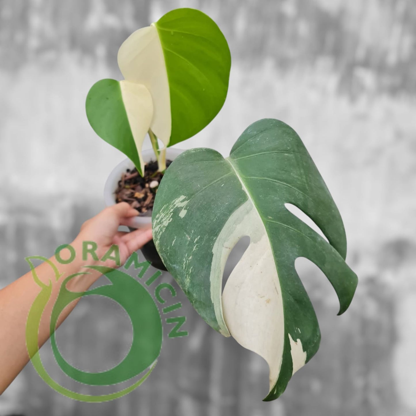 Monstera Albo SMALL Size Tropical Plants ORAMICIN