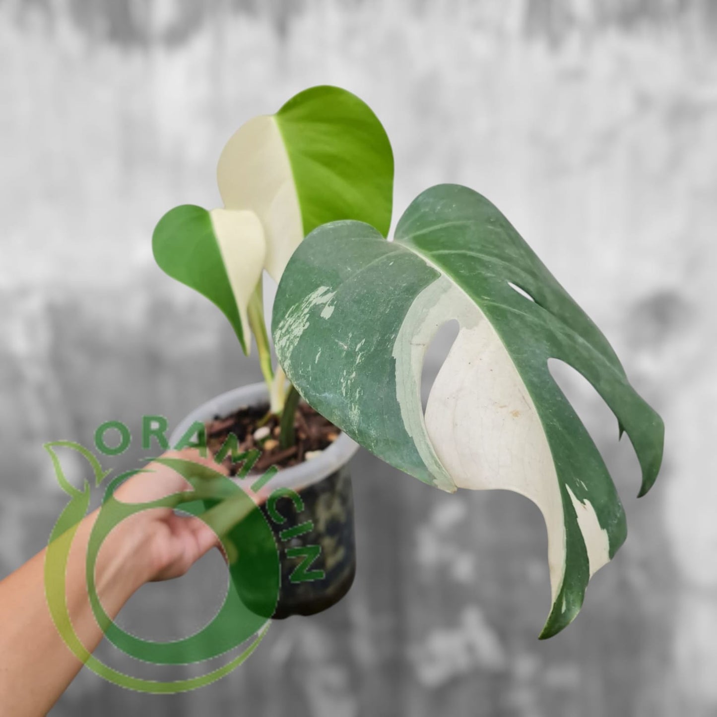 Monstera Albo SMALL Size Tropical Plants ORAMICIN