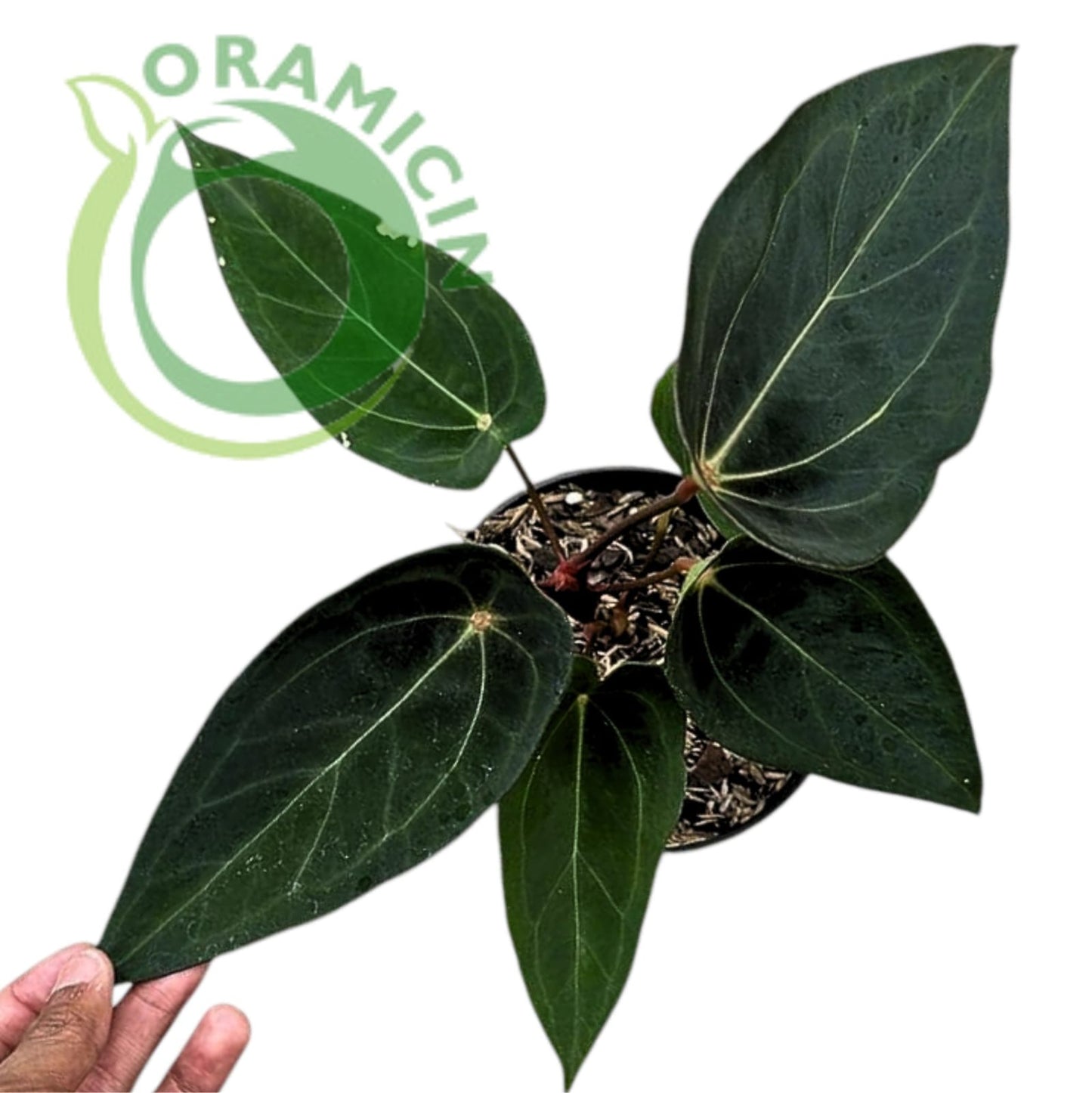 Anthurium Forgetii Tropical Plants ORAMICIN
