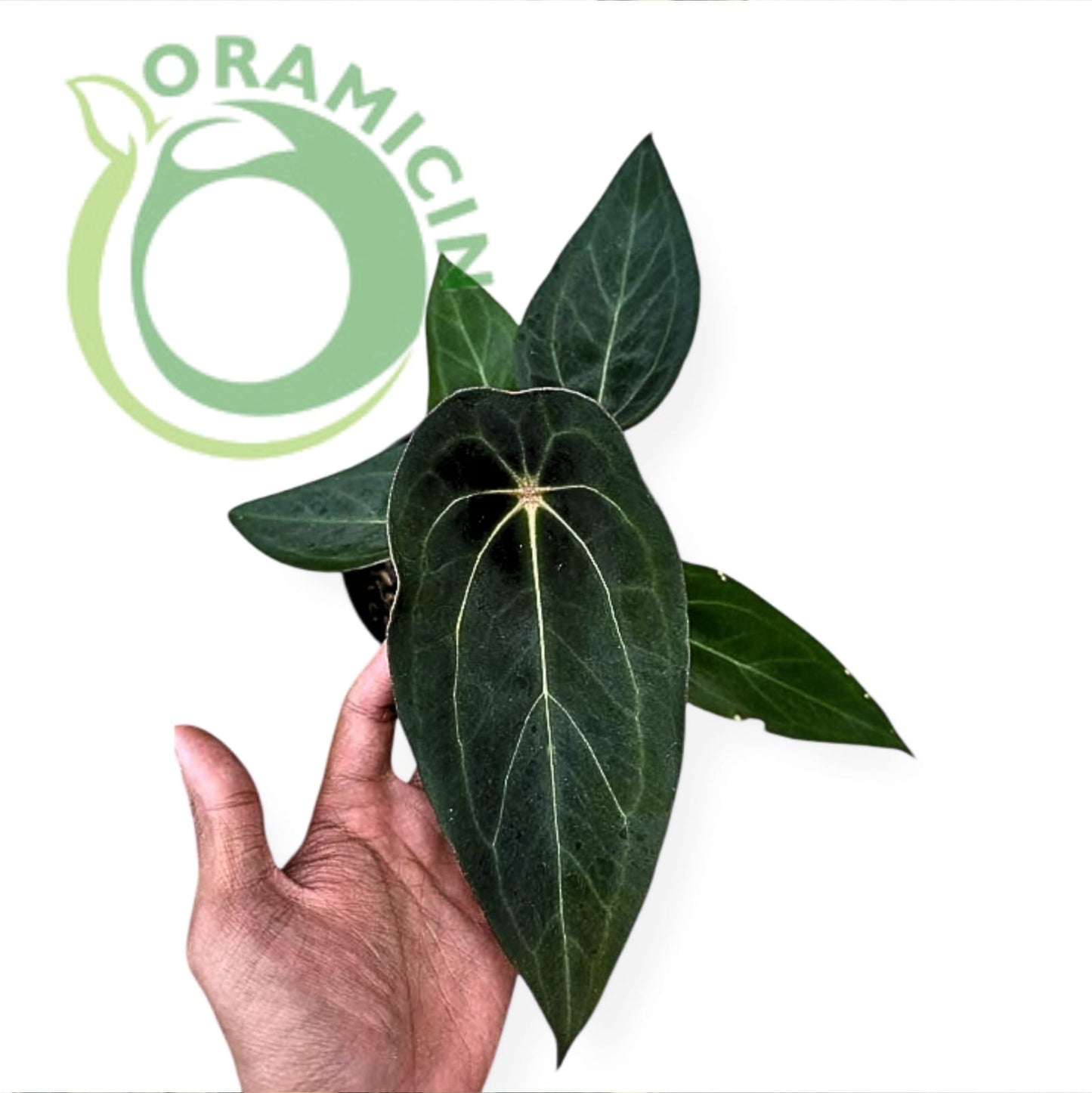 Anthurium Forgetii Tropical Plants ORAMICIN