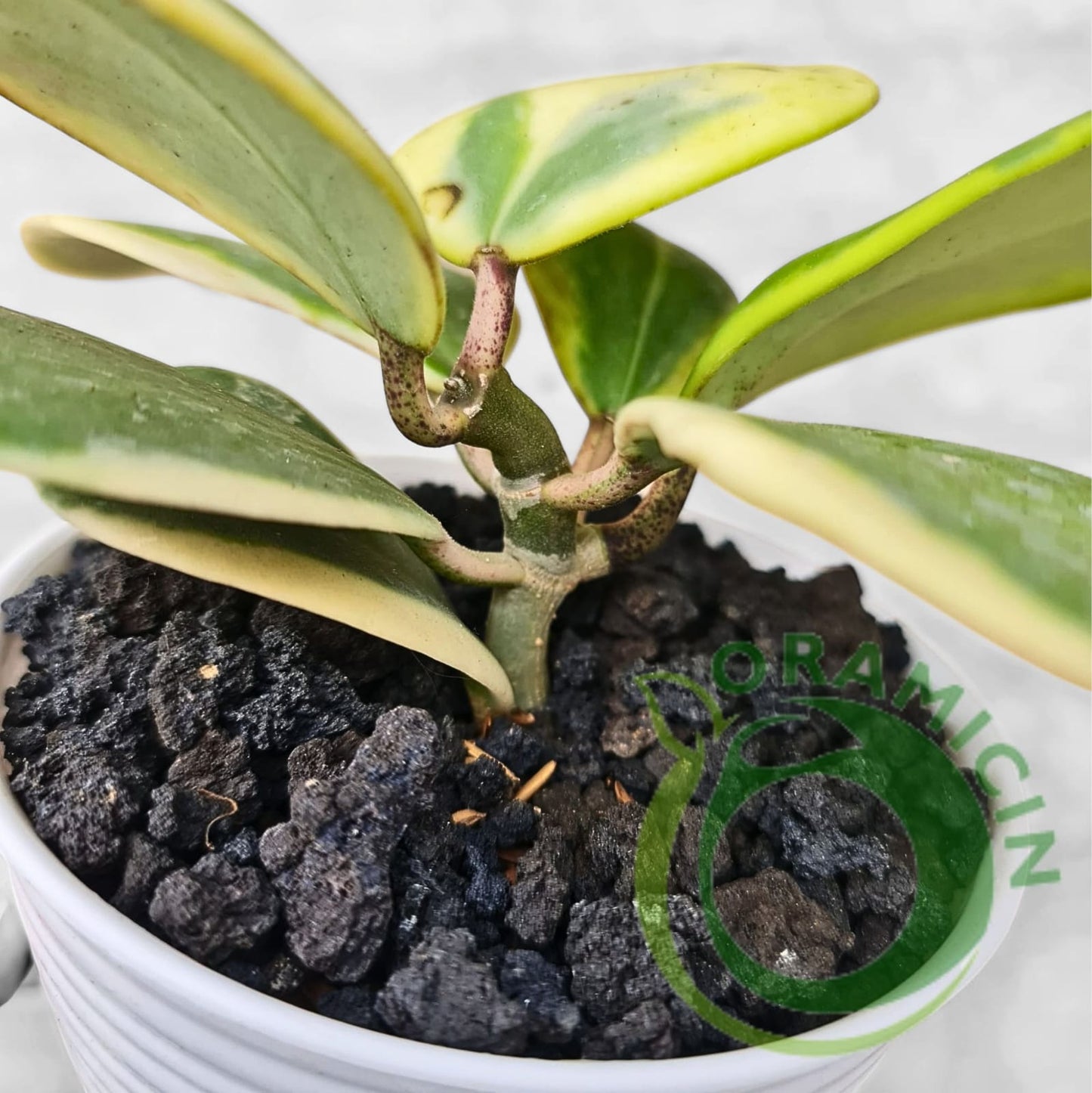 Hoya Kerrii Variegated Tropical Plants ORAMICIN