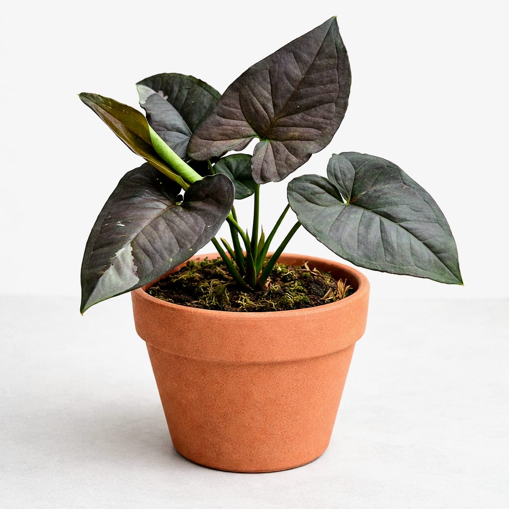 Syngonium Chocolate Confetti Variegated