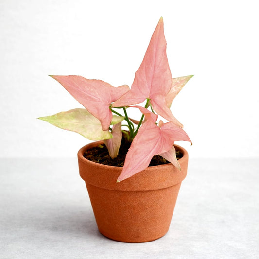 Syngonium Orm Nak Pum Pink Variegated Tropical Plants ORAMICIN