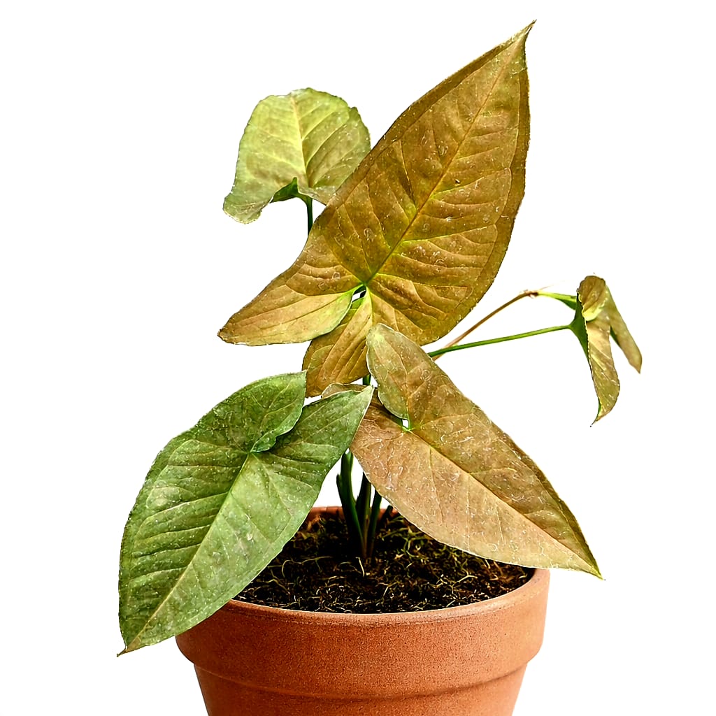 Syngonium Chocolate Confetti Variegated