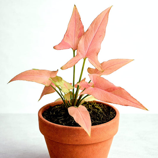 Syngonium Orm Nak Pum Pink on Pink Variegated Tropical Plants ORAMICIN
