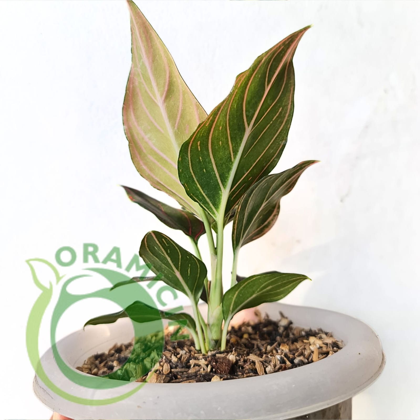 aglaonema commutatum red vein Red Vein Aglaonema - 1 Live Plant in a 4 Inch Pot - Aglaonema Commutatum