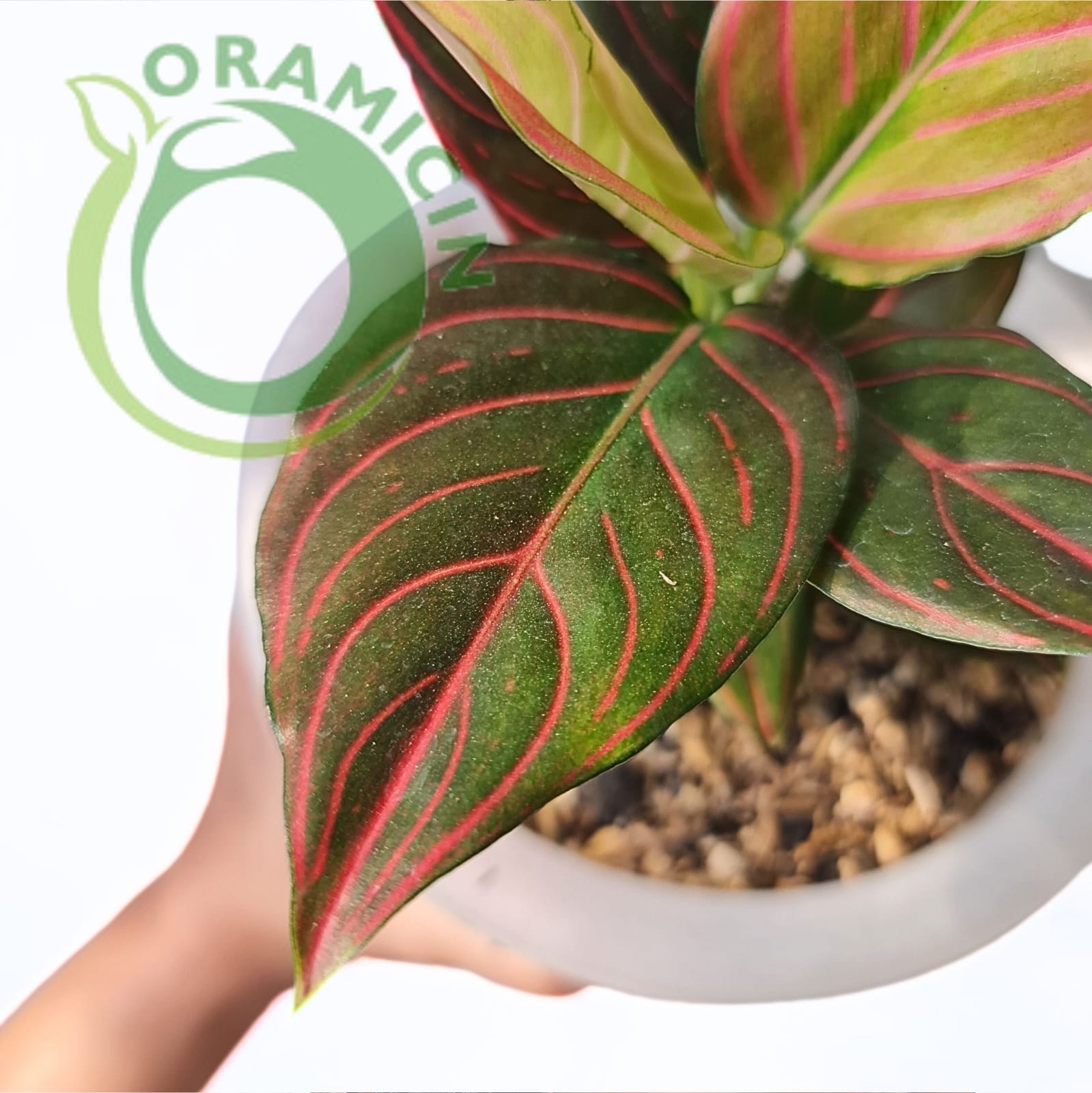red vein indoor plant Red Vein Aglaonema - 1 Live Plant in a 4 Inch Pot - Aglaonema Commutatum
