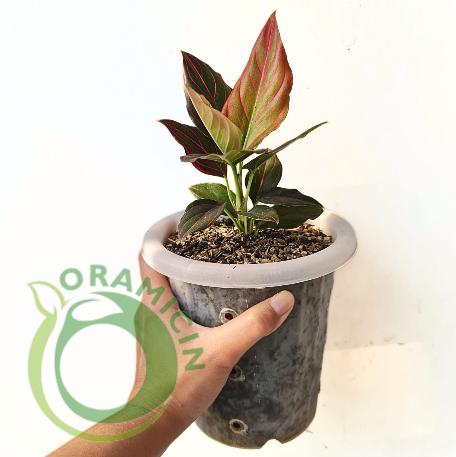aglaonema red for sale Red Vein Aglaonema - 1 Live Plant in a 4 Inch Pot - Aglaonema Commutatum