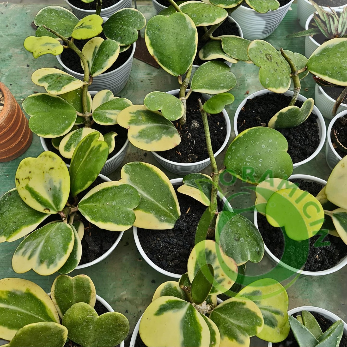 Hoya Kerrii Variegated Tropical Plants ORAMICIN