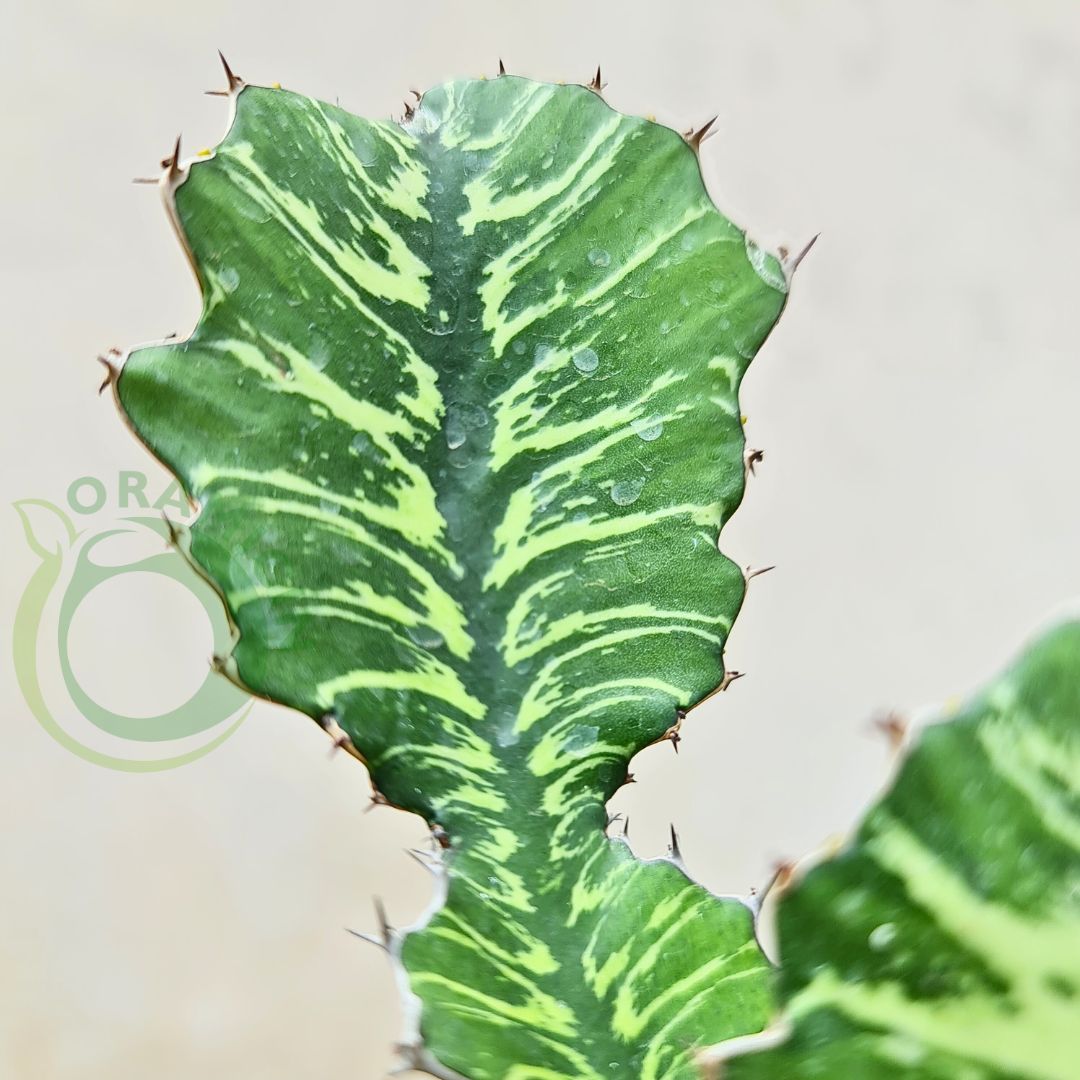 Euphorbia Batik Tropical Plants ORAMICIN