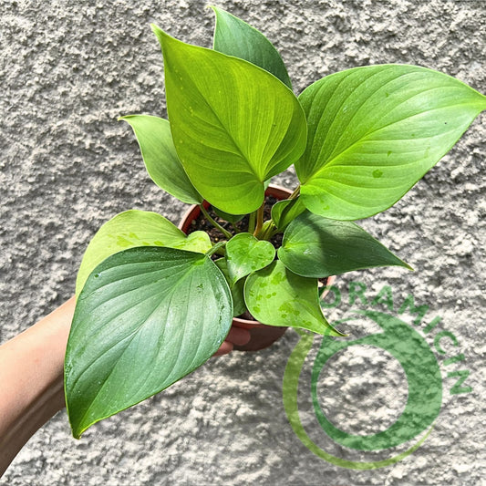 Homalomena Rubescens Golden Tropical Plants ORAMICIN