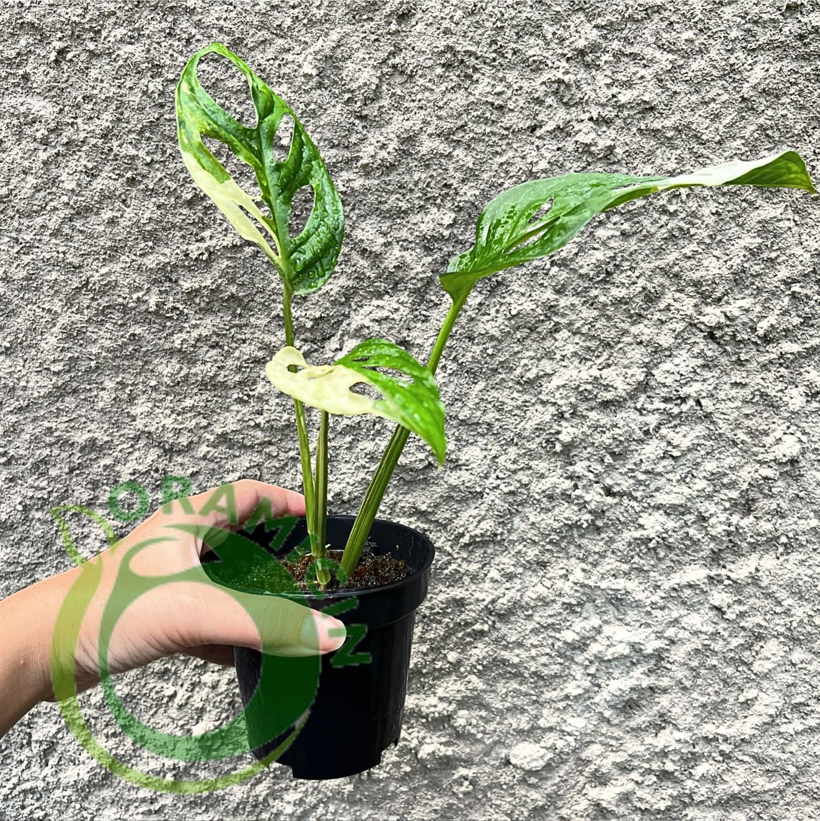 veriegated monstera adansonii albo Monstera Adansonii Albo Japan Variegated – oramicin