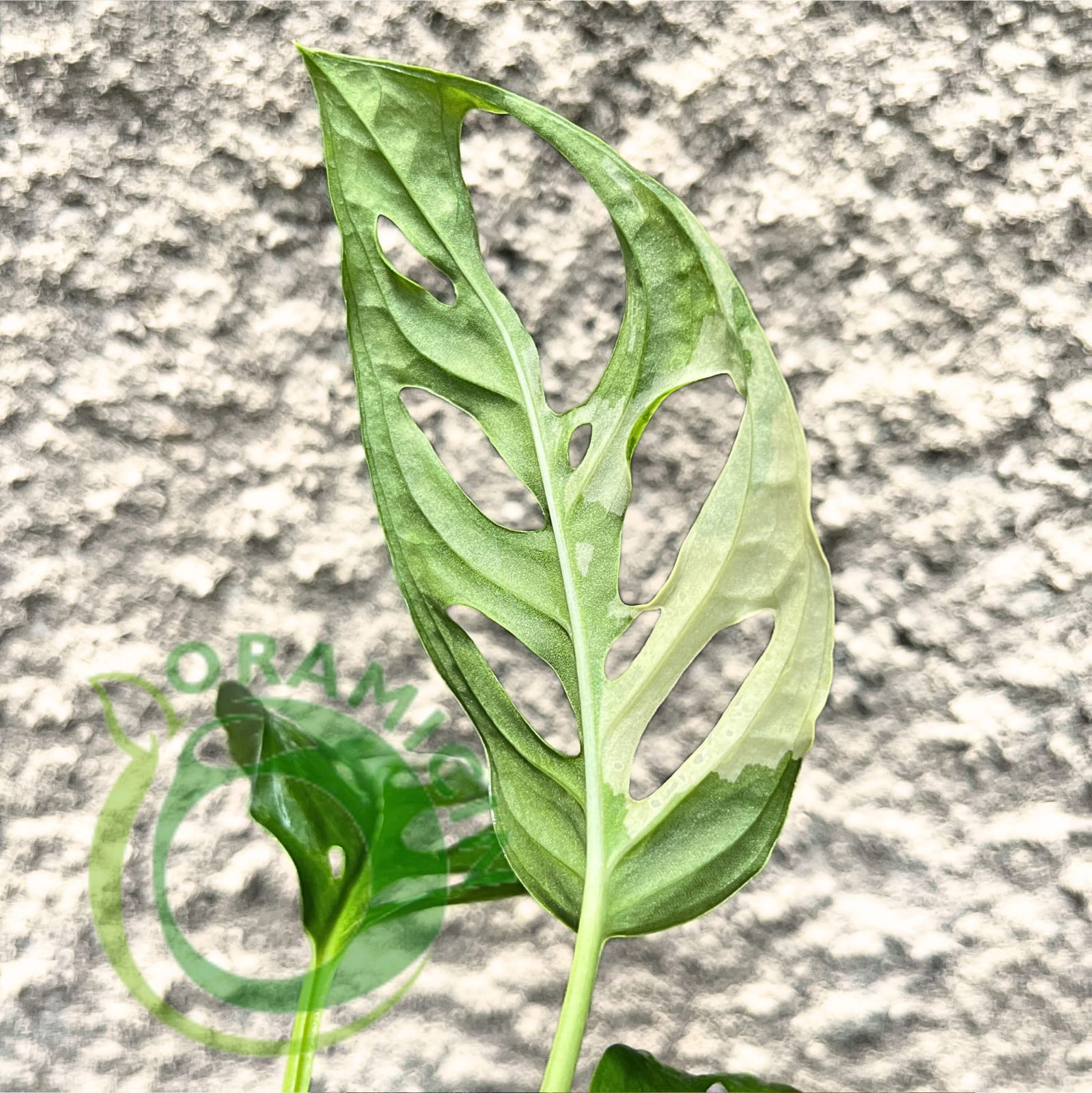 monstera adansonii indonesian form Monstera Adansonii Albo Japan Variegated – oramicin