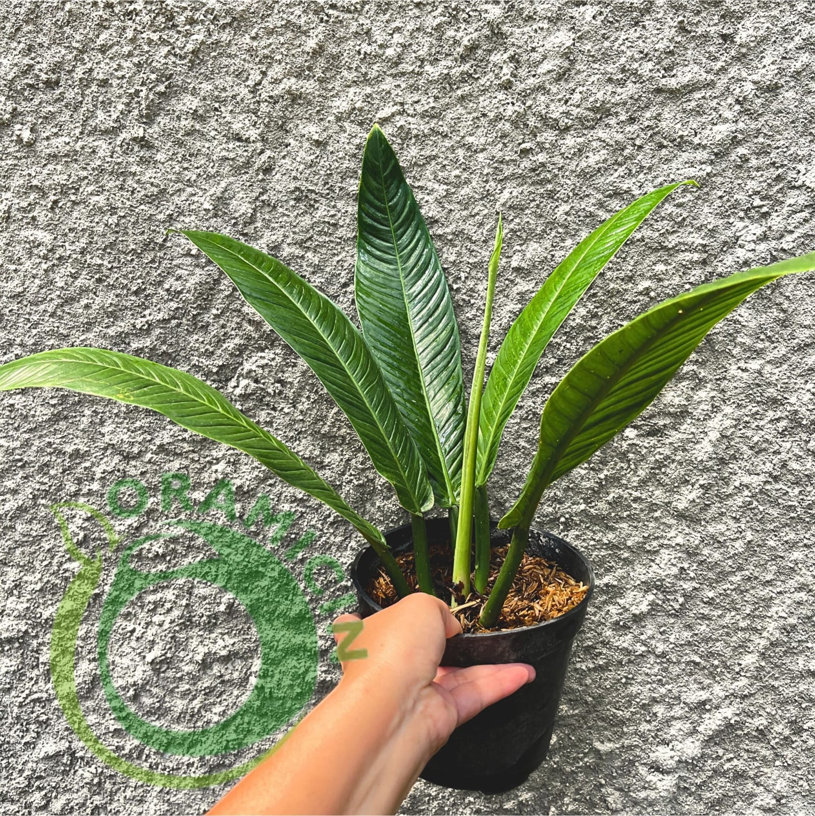 lynette philodendron Philodendron Lynette – oramicin
