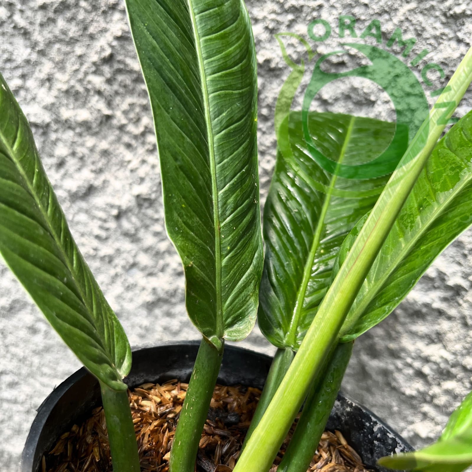 lynette philodendron Philodendron Lynette – oramicin