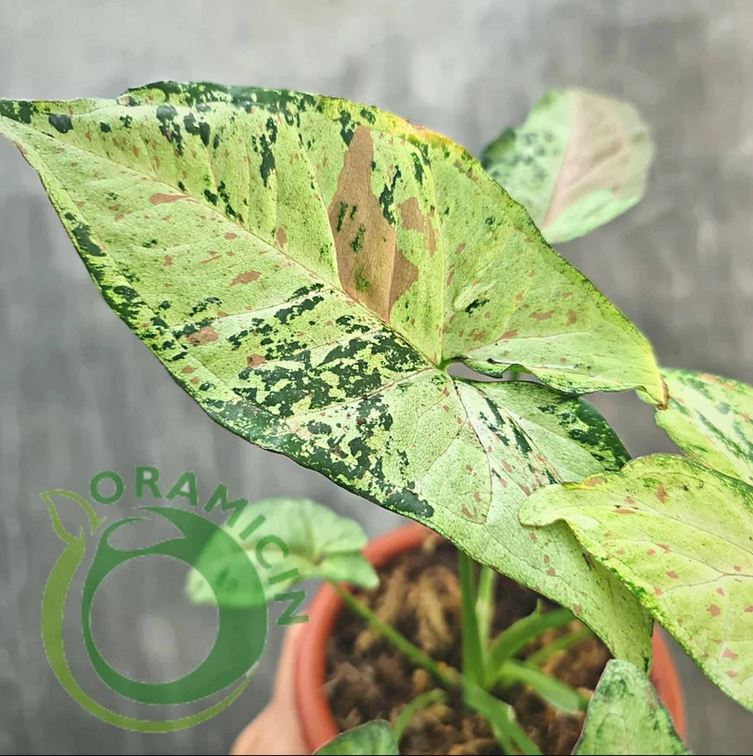 Syngonium Confetti 삼색 잡색 열대 식물 ORAMICIN
