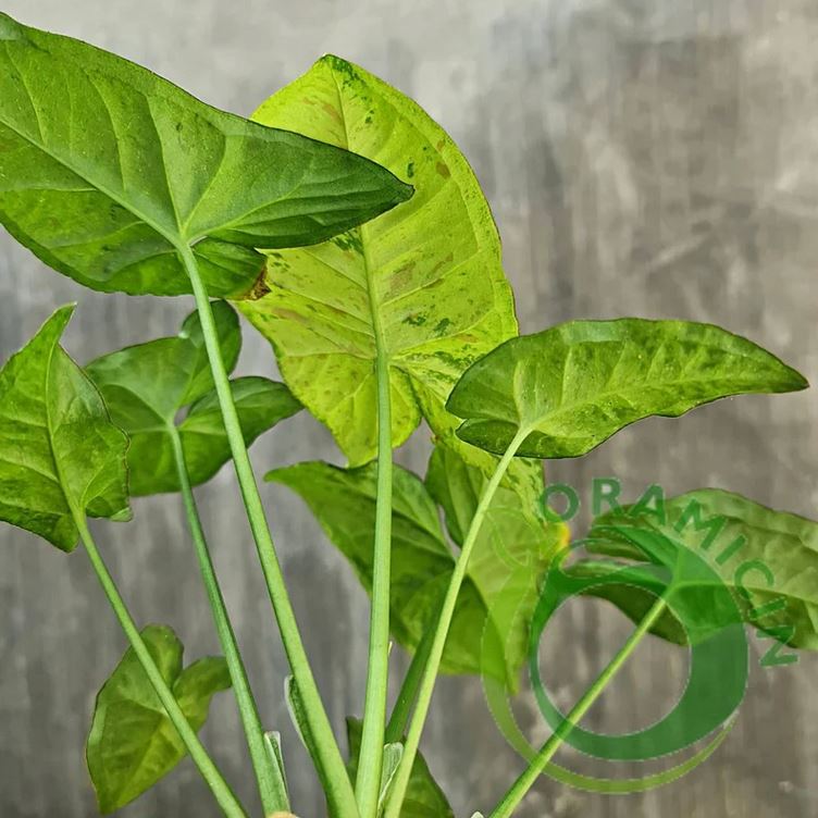 Syngonium Confetti 삼색 잡색 열대 식물 ORAMICIN