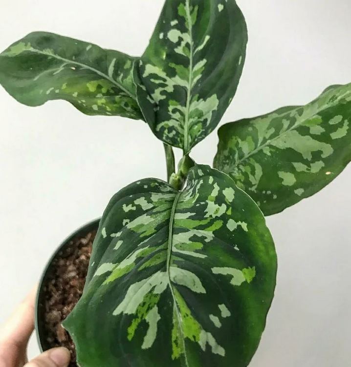 Aglaonema Pictum 삼색 ORAMICIN